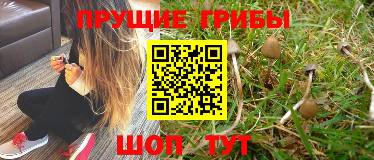Псилоцибиновые грибы Psilocybe  Псилоцибиновые грибы Cubensis  Вход с VPN  Ахтубинск 